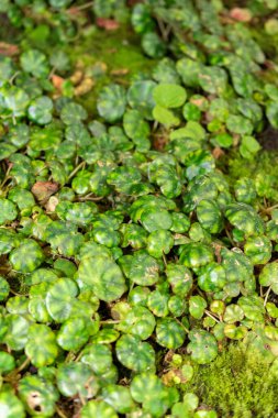 Saint Gallen, İsviçre, 28 Kasım 2023 Begonia Hydrocotylifolia bitkisi botanik bahçesinde.