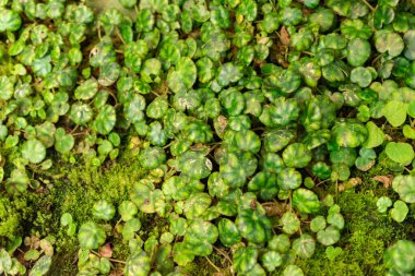 Saint Gallen, İsviçre, 28 Kasım 2023 Begonia Hydrocotylifolia bitkisi botanik bahçesinde.