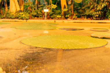 Saint Gallen, İsviçre, 28 Kasım 2023 Victoria Cruziana veya Santa Cruz Nilüfer bitkisi botanik bahçesinde