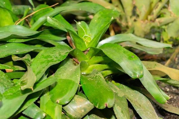 stock image Saint Gallen, Switzerland, November 28, 2023 Neoregelia Carolinae or blushing bromeliad plant at the botanical garden