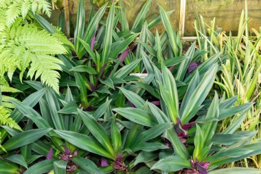 Saint Gallen, İsviçre, 29 Kasım 2023 Tradescantia Spathacea veya botanik bahçesindeki istiridye bitkisi