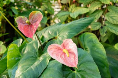 Saint Gallen, İsviçre, 29 Kasım 2023 Andraeanum veya botanik bahçesindeki flamingo çiçeği