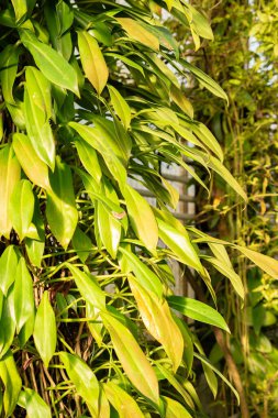 Saint Gallen, İsviçre, 29 Kasım 2023 Philodendron Thaliaefolium bitkisi botanik bahçesinde.