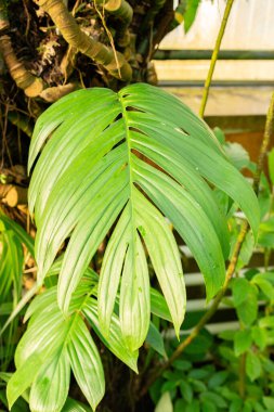 Saint Gallen, İsviçre, 29 Kasım 2023 Rhaphidophora Celatocaulis Botanik Bahçesi