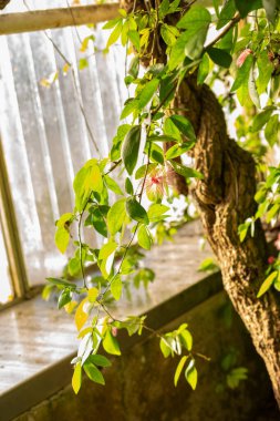 Saint Gallen, İsviçre, 29 Kasım 2023 Calliandra Emarginata bitkisi botanik bahçesinde.