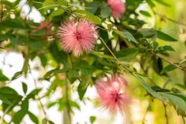 Saint Gallen, İsviçre, 29 Kasım 2023 Calliandra Emarginata bitkisi botanik bahçesinde.