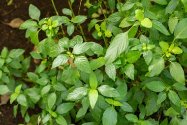 Saint Gallen, İsviçre, 29 Kasım 2023 Justicia Brandegeeana veya botanik bahçesindeki karides fabrikası