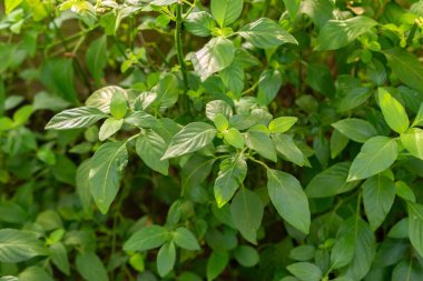 Saint Gallen, İsviçre, 29 Kasım 2023 Justicia Brandegeeana veya botanik bahçesindeki karides fabrikası