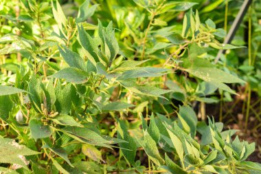 Saint Gallen, İsviçre, 29 Kasım 2023 Boehmeria Bilboa, Botanik Bahçesi.