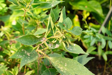 Saint Gallen, İsviçre, 29 Kasım 2023 Boehmeria Bilboa, Botanik Bahçesi.