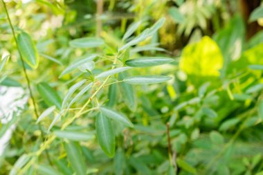 Saint Gallen, İsviçre, 29 Kasım 2023 Desmodium Motorium veya botanik bahçesindeki telgraf fabrikası