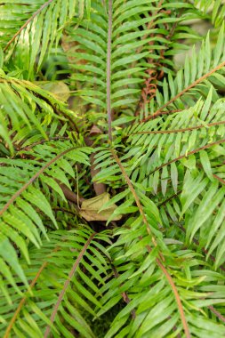 Saint Gallen, İsviçre, 29 Kasım 2023 Blechnum Gibbum veya botanik bahçesindeki minyatür ağaç eğreltiotu