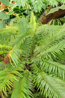 Saint Gallen, İsviçre, 29 Kasım 2023 Blechnum Gibbum veya botanik bahçesindeki minyatür ağaç eğreltiotu