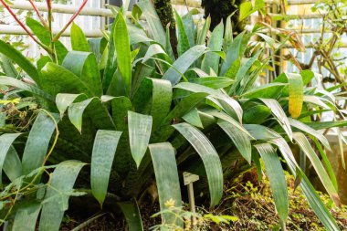 Saint Gallen, İsviçre, 29 Kasım 2023 Botanik Bahçesindeki Vriesea Glutinosa fabrikası