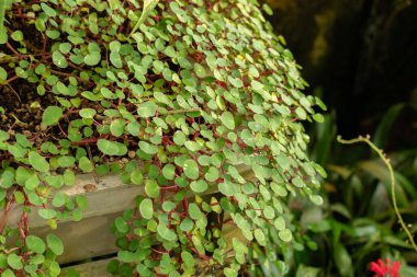 Saint Gallen, İsviçre, 29 Kasım 2023 Impatiens Botanik Bahçesindeki Seylan Balsam Fabrikası