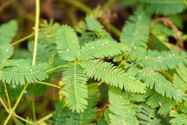 Saint Gallen, İsviçre, 29 Kasım 2023 Mimosa Pudica ya da botanik bahçesindeki uykulu bitki