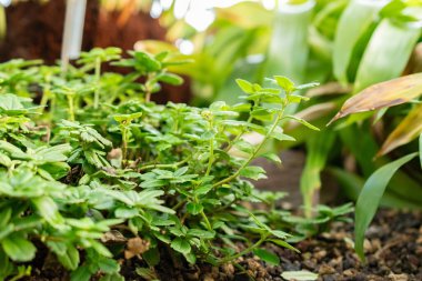 Saint Gallen, İsviçre, 29 Kasım 2023 Lysionotus Pauciflorus bitkisi botanik bahçesinde.