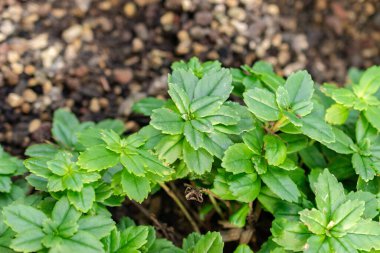 Saint Gallen, İsviçre, 29 Kasım 2023 Lysionotus Pauciflorus bitkisi botanik bahçesinde.