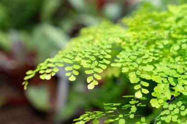 Saint Gallen, İsviçre, 29 Kasım 2023 Adiantum Raddianum veya botanik bahçesindeki delta maidenhair eğreltiotu