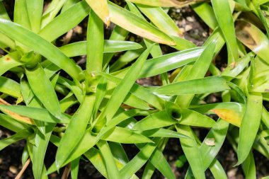 Saint Gallen, İsviçre, 29 Kasım 2023 Catopsis Berteroniana veya botanik bahçesindeki toz kayışlı hava sahası