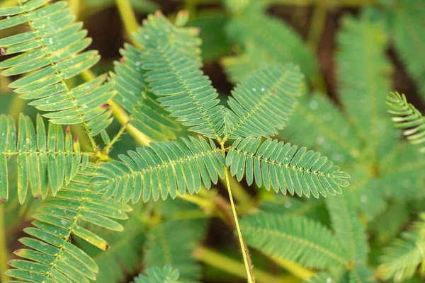 Saint Gallen, İsviçre, 29 Kasım 2023 Mimosa Pudica ya da botanik bahçesindeki uykulu bitki