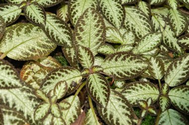 Saint Gallen, İsviçre, 7 Aralık 2023 Episcia Cupreata veya botanik bahçesindeki alev menekşesi