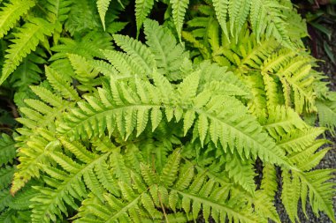 Saint Gallen, İsviçre, 7 Aralık 2023 Tectaria Cicutaria veya botanik bahçesindeki eğreltiotu bitkisi