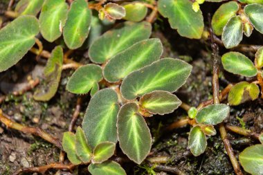 Saint Gallen, İsviçre, 7 Aralık 2023 Begonia Thelmae bitkisi botanik bahçesinde.