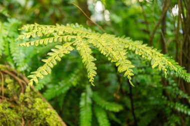 Saint Gallen, İsviçre, 7 Aralık 2023 Didymochleana Truncatula bitkisi botanik bahçesinde.