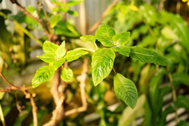 Saint Gallen, İsviçre, 7 Aralık 2023 Fuchsia Boliviana bitkisi botanik bahçesinde.