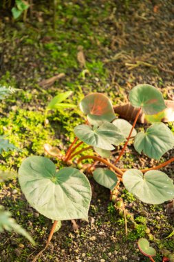 Saint Gallen, İsviçre, 7 Aralık 2023 Begonia Acetosa bitkisi botanik bahçesinde.