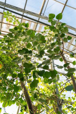 Saint Gallen, İsviçre, 7 Aralık 2023 Ficus Religiosa veya botanik bahçesindeki kutsal incir bitkisi