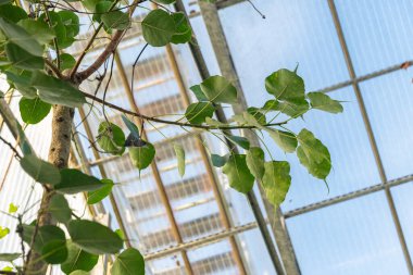 Saint Gallen, İsviçre, 7 Aralık 2023 Ficus Religiosa veya botanik bahçesindeki kutsal incir bitkisi