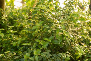 Saint Gallen, İsviçre, 7 Aralık 2023 Allamanda Schottii bitkisi botanik bahçesinde.