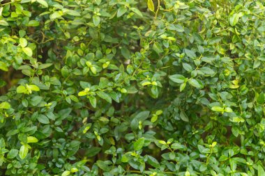 Saint Gallen, İsviçre, 7 Aralık 2023 Allamanda Schottii bitkisi botanik bahçesinde.