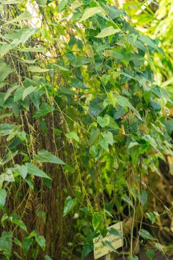 Saint Gallen, İsviçre, 7 Aralık 2023 Botanik Bahçesindeki Abutilon Megapotamya fabrikası