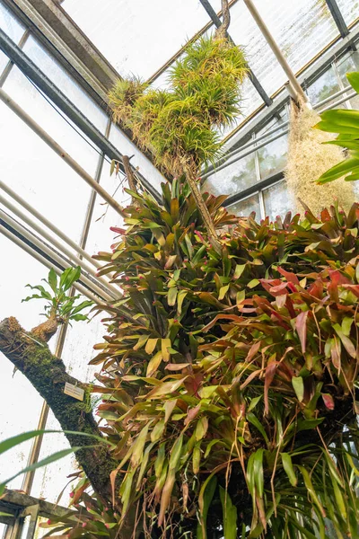 stock image Saint Gallen, Switzerland, December 7, 2023 Aechmea Filicaulis plant at the botanical garden