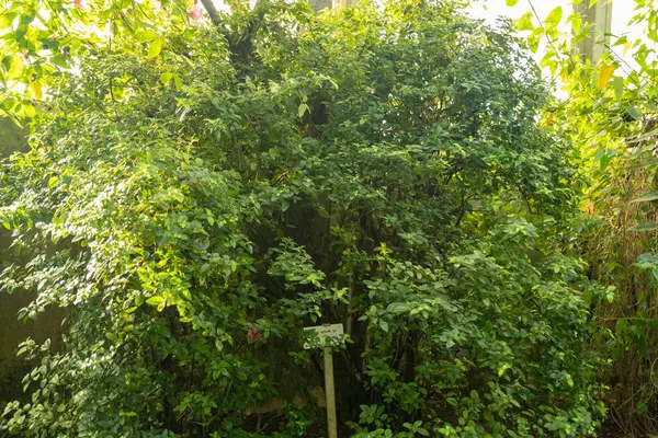 Saint Gallen, İsviçre, 7 Aralık 2023 Allamanda Schottii bitkisi botanik bahçesinde.