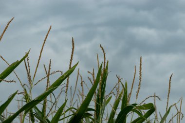 Altenrhein, İsviçre, 12 Eylül 2023 Fırtınalı hava ve bir mısır tarlası üzerinde gri bir gökyüzü