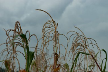 Altenrhein, İsviçre, 12 Eylül 2023 Fırtınalı hava ve bir mısır tarlası üzerinde gri bir gökyüzü