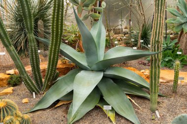 Zürih, İsviçre, 5 Ocak 2024 Agave Guiengola veya creme brulee agave botanik bahçesinde