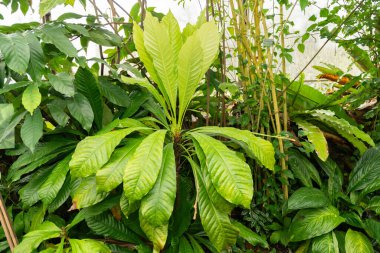 Zürih, İsviçre, 5 Ocak 2024 Botanik Bahçesindeki Erythrochiton Brasiliensis fabrikası