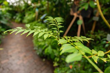 Zürih, İsviçre, 5 Ocak 2024 Murraya Koenigii veya botanik bahçesindeki köri ağacı