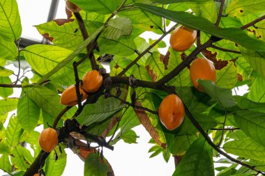 Zürih, İsviçre, 5 Ocak 2024 Theobroma Kakao veya botanik bahçesindeki kakao ağacı