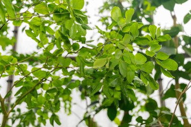 Zürih, İsviçre, 5 Ocak 2024 Gualacum Resmi veya botanik bahçesindeki kabuk linyumu fabrikası