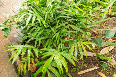 Zürih, İsviçre, 5 Ocak 2024 Aframumum Melegueta veya botanik bahçesindeki cennet tohumları