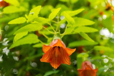 Zürih, İsviçre, 5 Ocak 2024 Canarina Canariensis veya botanik bahçesindeki kanarya adası çanı çiçeği