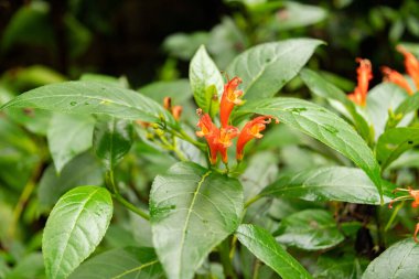 Zürih, İsviçre, 5 Ocak 2024 Gesneria Ventricosa bitkisi botanik bahçesinde.