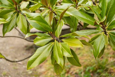 Zürih, İsviçre, 5 Ocak 2024 Magnolia Grandiflora veya Botanik Bahçesi 'ndeki Boğa Körfezi Fabrikası