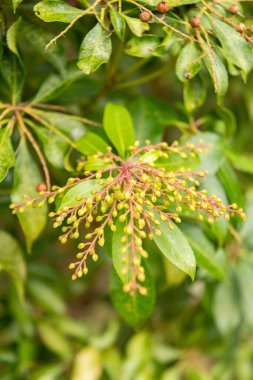 Zürih, İsviçre, 5 Ocak 2024 Pieris Japonica veya botanik bahçesindeki Japon andromeda fabrikası